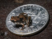 world's smallest frog Paedophryne amanuensis