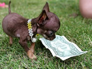 worlds smallst puppy Milly The Chihuahua owner Vanesa Semler