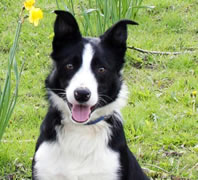 most expensive sheepdog world record set by Bob the sheepdog