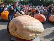 he record-breaking pumpkin that needed to be moved with a special lifting lorry was grown by Swiss farmer Beni Meier, 36, who used special transport to bring it to Brandenburg where it was put on display to the public. It will remain on show until the 4th of November at the Kuerbisschlachte-Fest (pumpkin slaughter Festival) at the Spargelhof Klaistow farm in Potsdam-Mittelmark in the state of Brandenburg, Germany.
