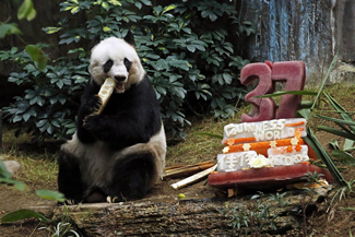 Giant panda Jia Jia eats bamboo next to her birthday cake made with ice and vegetables at Ocean Park in Hong Kong, as she celebrates her 37-year-old birthday. 