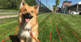Link, a 2-year-old Icelandic sheepdog, dons a world-record-breaking, 2,2621-foot leash at Michigan Humane Society in Detroit.
