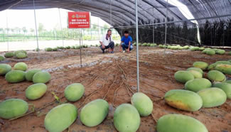 A watermelon plant grown in central China's Henan Province breaks Guinness World Record for setting 131 fruits. The melons weighed between 5 and 19 kilograms, or 11 and 41 pounds &ndash; a notable accomplishment for only 90 days worth of growth.