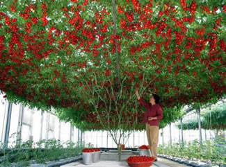  With a harvest of more than 32,000 tomatoes and a total weight of 1,151.84 pounds (522 kg), The massive "tomato tree" growing inside the Walt Disney World Resort's experimental greenhouses in Lake Buena Vista, Florida sets a new world record.