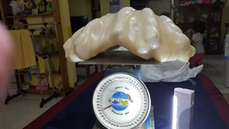 The giant pearl, seen being weighed at 34 kilogram, set a new world record.