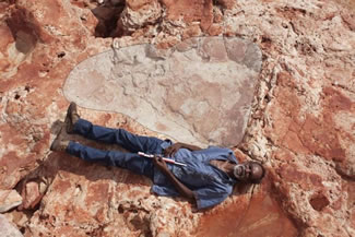  The biggest dinosaur footprint ever found, measures at about 5 feet 9 inches. A Team of paleontologists from the University of Queensland and James Cook University discovered 21 different types of fossils in area dubbed, 'Australia's Jurassic Park' 