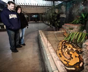 Snake world record longest World's Longest