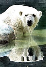 world record polar bear