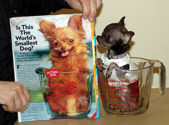 Resulta ng larawan para sa Ducky, World Smallest Chihuahua Dog