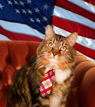 first cat to run for Senate Hank the cat