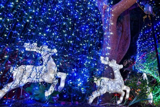 Giant baubles, flashing gifts shine among the tree's 518,838 LED lights.