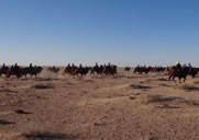 largest camel race Inner Mongolia China